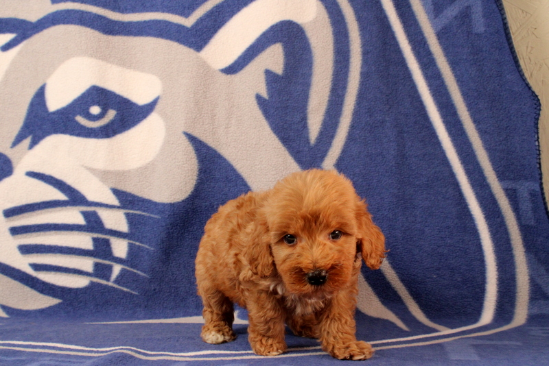 puppy, for, sale, Mini Goldendoodle F2B, Matthew B. Stoltzfus, dog, breeder, Gap, PA, dog-breeder, puppy-for-sale, forsale, nearby, find, puppyfind, locator, puppylocator, aca
